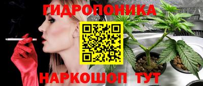 крисы Вязьма